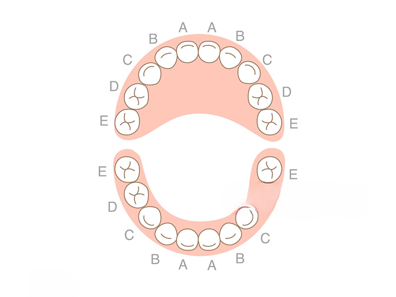 how teeth are aligned1 1