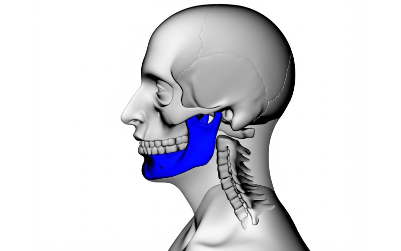 Anatomical side view of proper jaw alignment